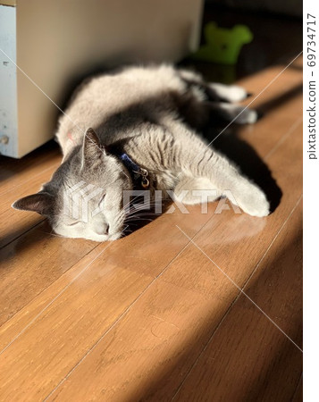 貓俄羅斯藍色 貓俄羅斯藍色 69734717