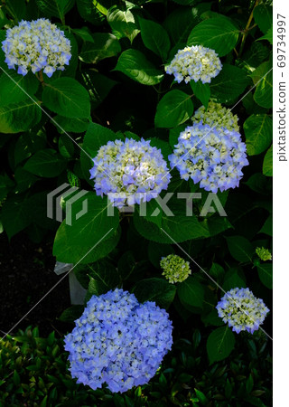 XT2 Sankeien Hime Hydrangea Part 5 69734997