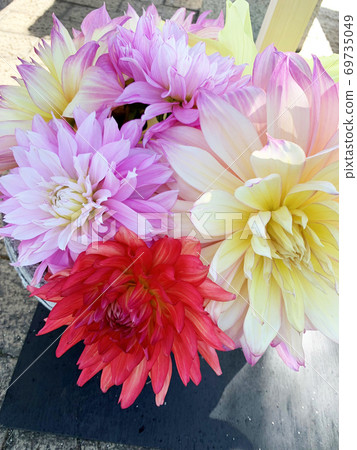 Dahlia flower 69735049