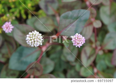 蓼屬植物花 69735097