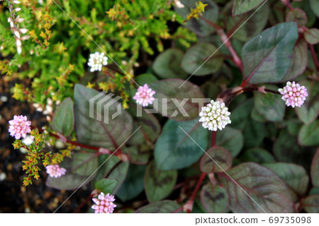 Polygonum flowers Polygonum flowers 69735098
