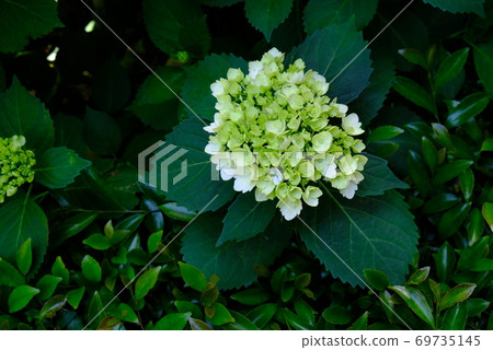 XT2 Sankeien Hydrangea Festival 2018 Part 18 XT2 Sankeien Hydrangea Festival 2018 Part 18 69735145