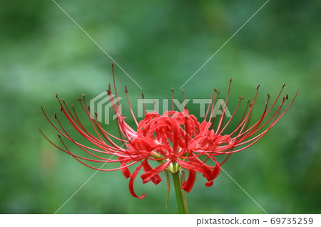 Cluster amaryllis 69735259