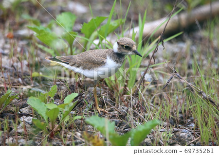 Tantalizing 69735261