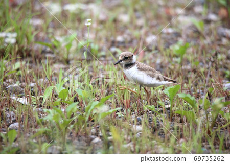 Tantalizing 69735262