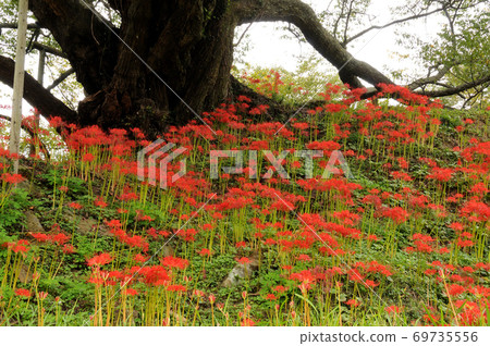 佛教寺廟的Higanbana 佛教寺廟的Higanbana 69735556