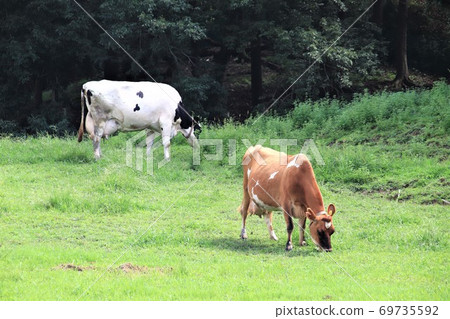 荷斯坦牛肉和澤西牛肉 69735592