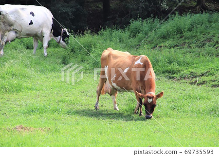 Beef Holstein and Jersey beef 69735593