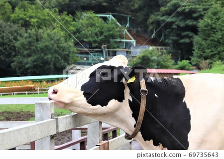 Beef Holstein 69735643