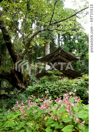 秋天的海盆盛開的岩湯寺（太和） 69735818