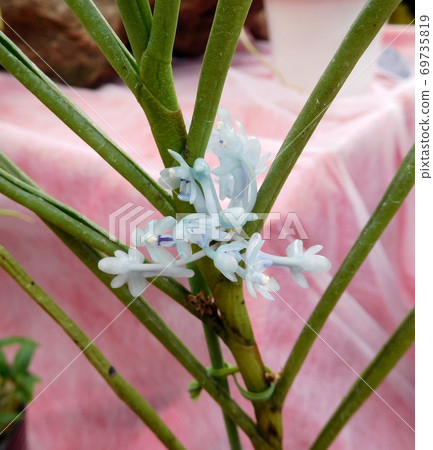 在Kamidai植物園Clayso Centron Goksingy跑步 69735819