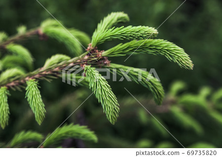 Fresh green spruce branch over blurred green forest Fresh green spruce branch over blurred green forest 69735820