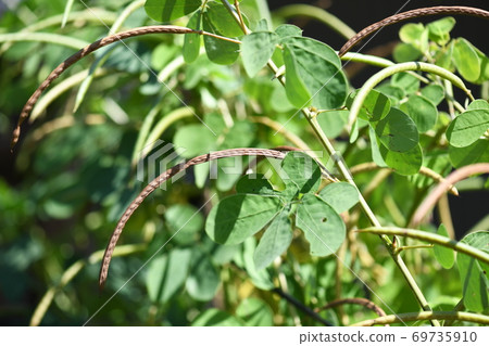 Ripe shrimp berries 69735910