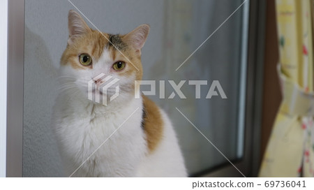 Calico cat and curtain Calico cat and curtain 69736041