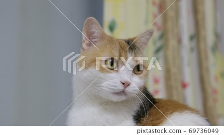 向右看的三毛貓 69736049