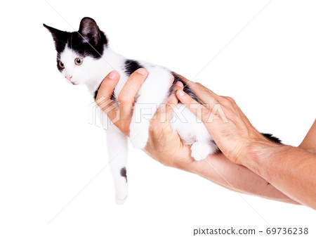 Black and white kitten in the hands of an adult man 69736238