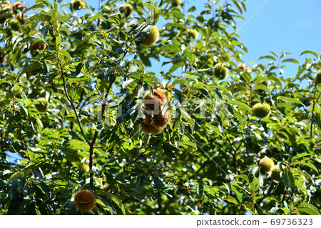 Chestnuts that have begun to ripen Chestnuts that have begun to ripen 69736323