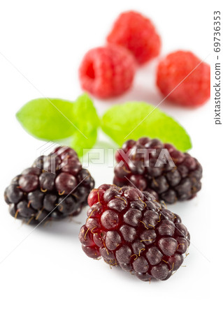 覆盆子和黑莓 覆盆子和黑莓 69736353