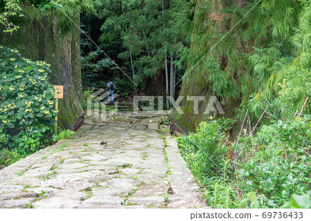 A person walking over the couple cedar from Daimonzaka, Kumano Kodo, Wakayama Prefecture 69736433