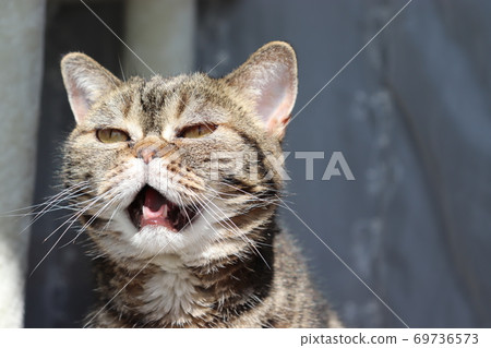 Lonely and Meow Cat American Shorthair Brown Tabby 69736573
