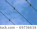 Swallow break 69736638