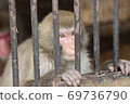 Monkey 69736790