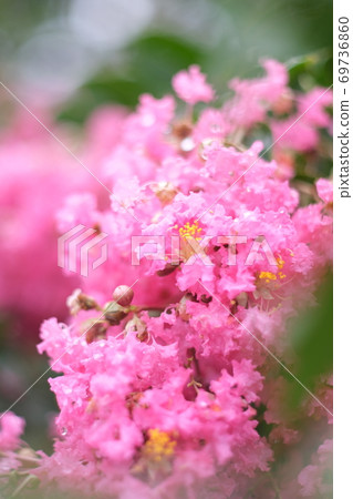 薩爾斯伯里花特寫 69736860