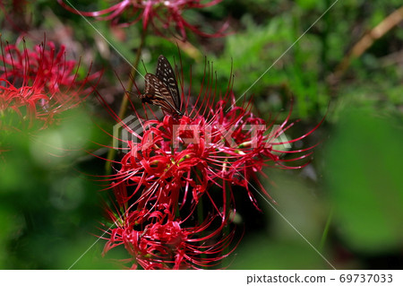 Swallowtail butterfly and Higanbana Swallowtail butterfly and Higanbana 69737033