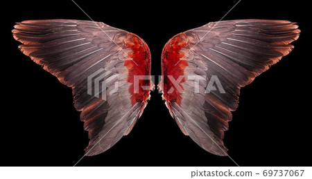 Angel wings an isolated on black background Angel wings an isolated on black background 69737067