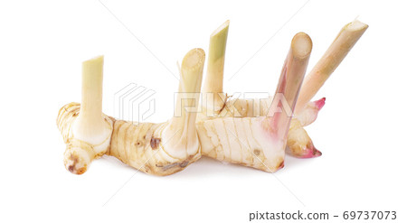 Galangal an isolated on white background 69737073