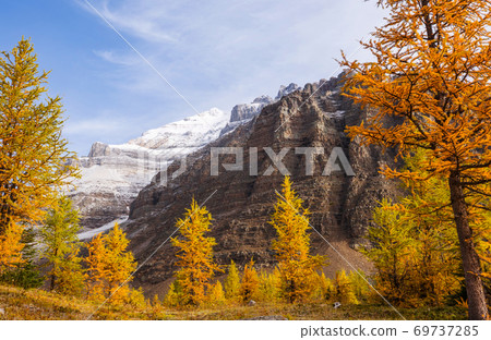 Larch Larch 69737285