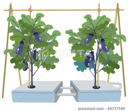 Hydroponics of eggplant 69737590