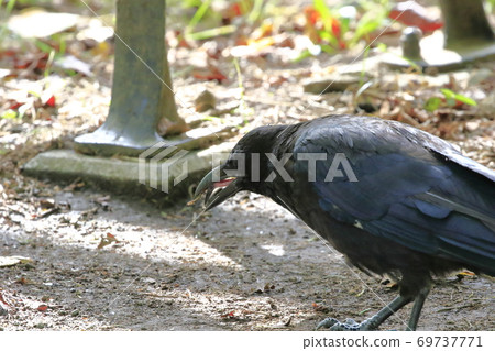 Crow Crow 69737771