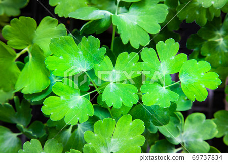 It is a young leaf of Akrai Gear. Also known as columbine. 69737834