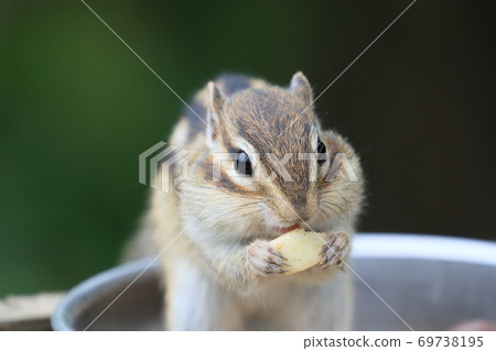 Chipmunk with swelling cheek bag after eating food Chipmunk with swelling cheek bag after eating food 69738195