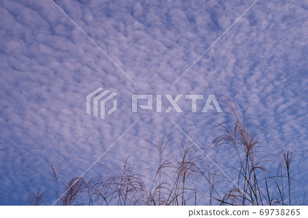 Evening view Miscanthus sinensis and Iwashi clouds Blue sky White clouds 69738265