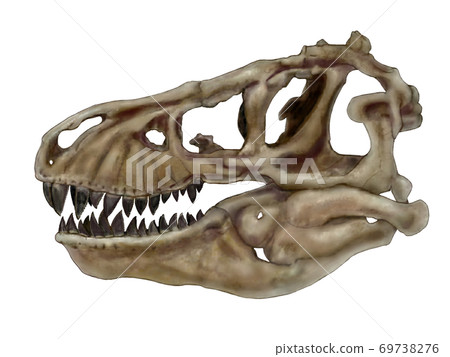 暴龍巢的頭骨。大型食肉恐龍，標誌著白堊紀晚期恐龍時代的結束，頭骨堅固而沉重 69738276