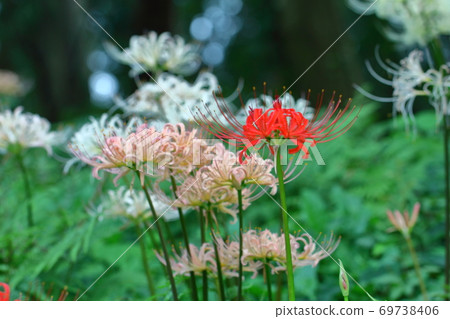 秋天的詩織 秋天的詩織 69738406