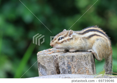 Chipmunk taking a rest on the tree 69739046