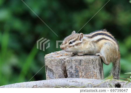 Chipmunk taking a rest on the tree 69739047