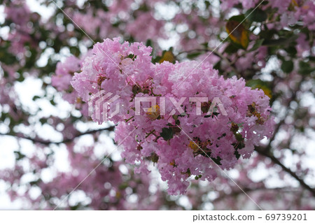 The celadon red flower blooming in the summer sky The celadon red flower blooming in the summer sky 69739201