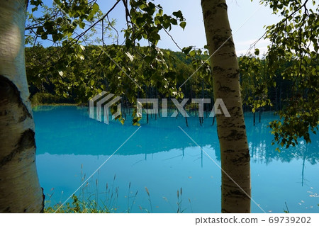 Blue pond and birch 69739202