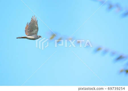 Flight of Otaka 69739254