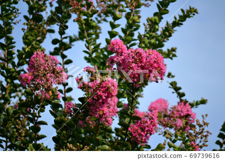 Karasuberi盛開 69739616