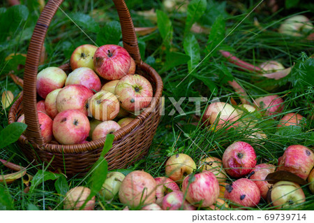 Ripe fresh pink apples in the basket and among a green grass in a garden, selective focus. 69739714