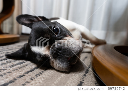 法國鬥牛犬在地毯上放鬆 69739742