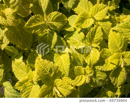 Yellow coleus 69739904