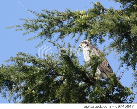 Goshawk female 69740047
