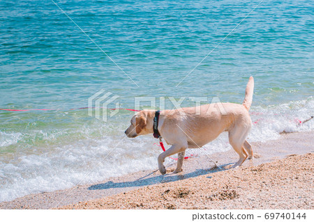 Labrador retriever playing in the sea Labrador retriever playing in the sea 69740144