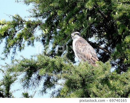 Goshawk female Goshawk female 69740165